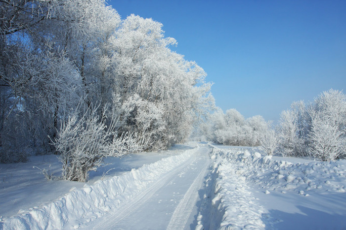 Дорога в зимнем лесу