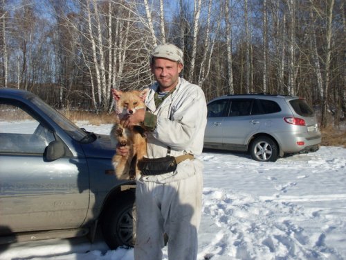 Ручной лис.