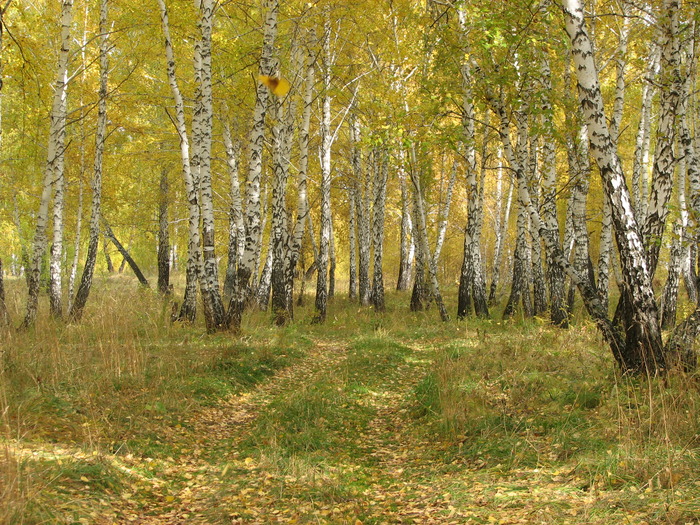 Листопад