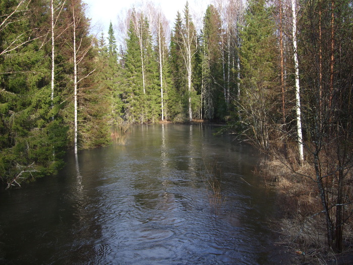 лесная речка