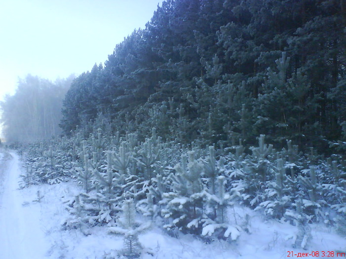 Сосны
