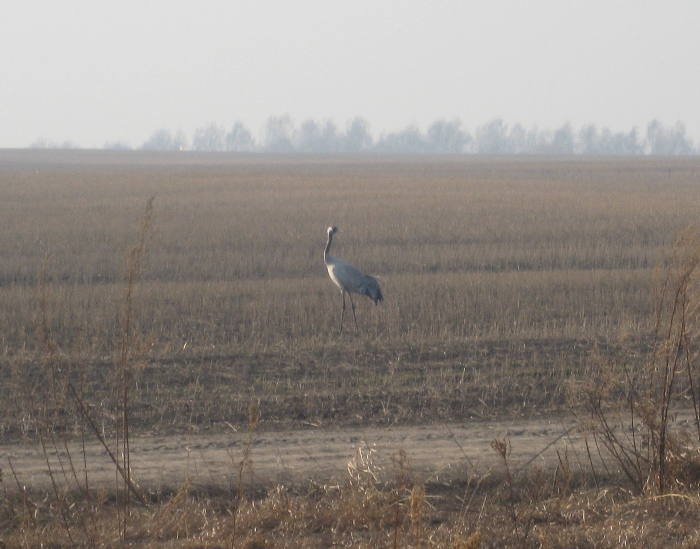Скорее бы уж.....