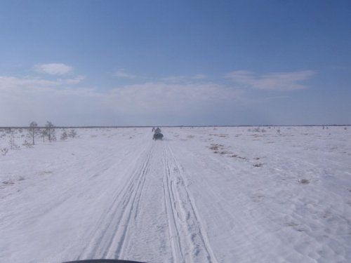 Тундра 250 км от Новосибирска