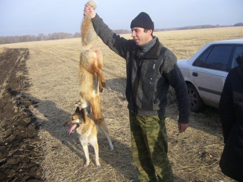 лиса