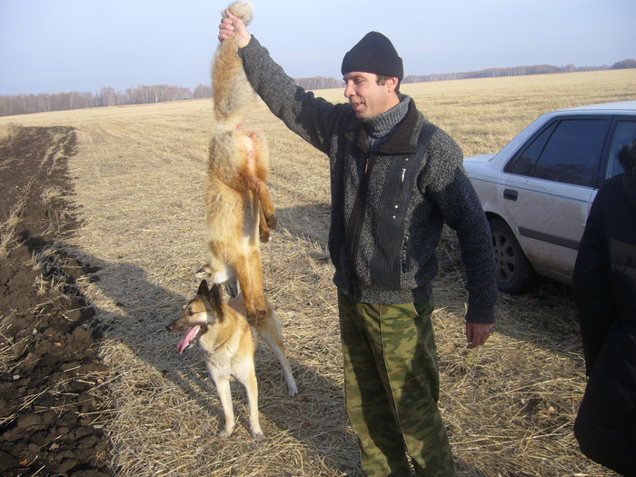 лиса
