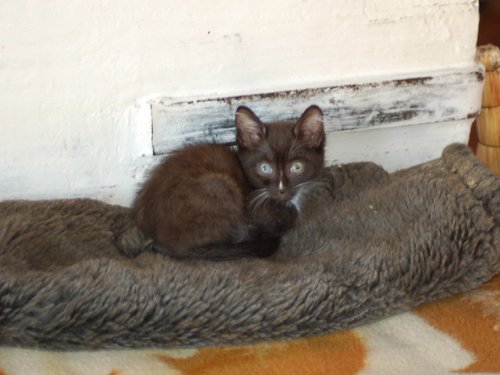 котик отдыхает