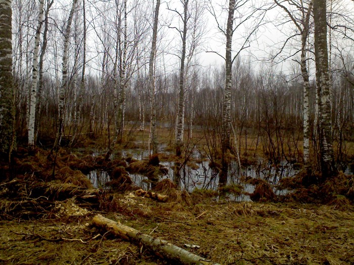 Водоем где бобрик живёт.