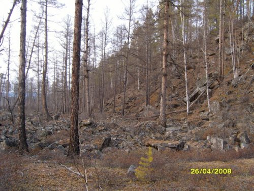 Излюбленные места каменного глухаря!