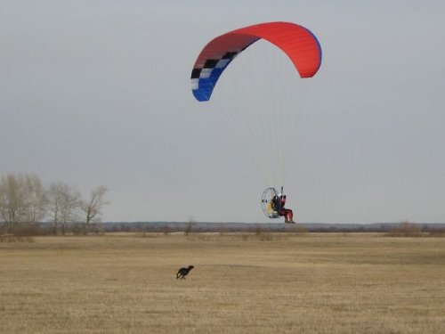 Сейчас догоню эту птичку, хозяин!!!!