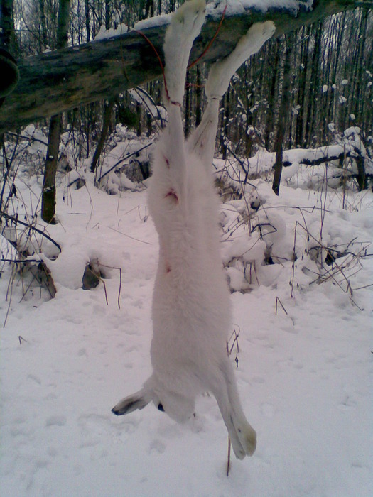 31 января 2009(2)