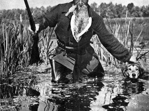 А не надо было брать гончую на утинную охоту)))))))