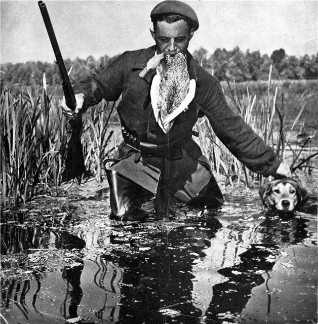 А не надо было брать гончую на утинную охоту)))))))