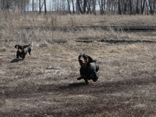 Наши помощники.