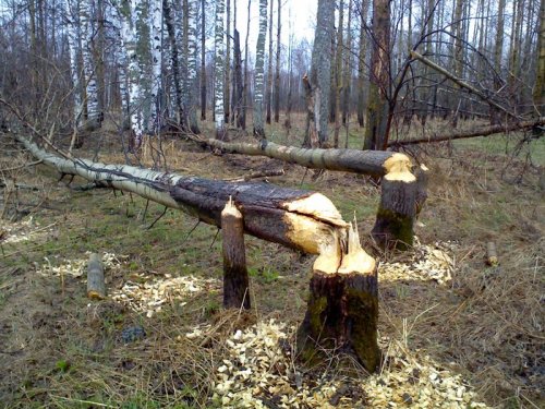 Бобр постарался.