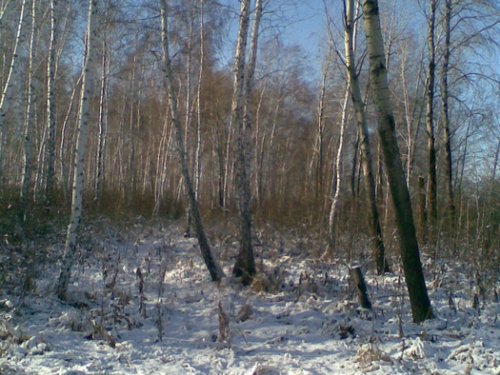 жду зверя....