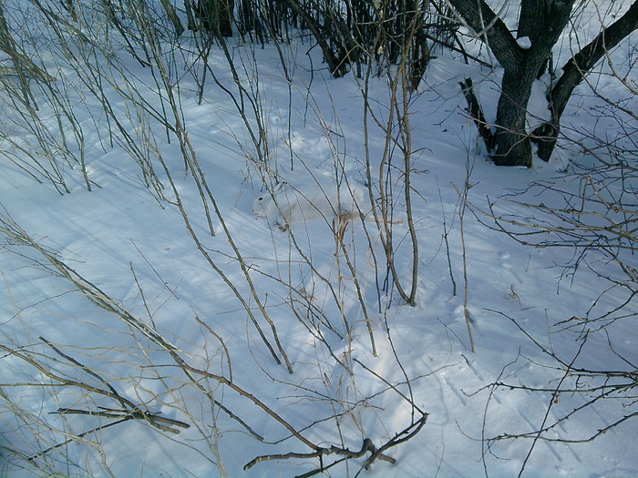 Подранок