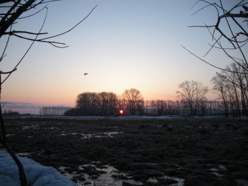 журавль в небе