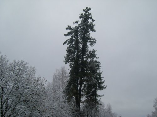 кедр