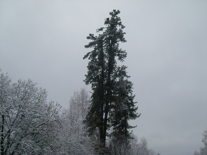 кедр