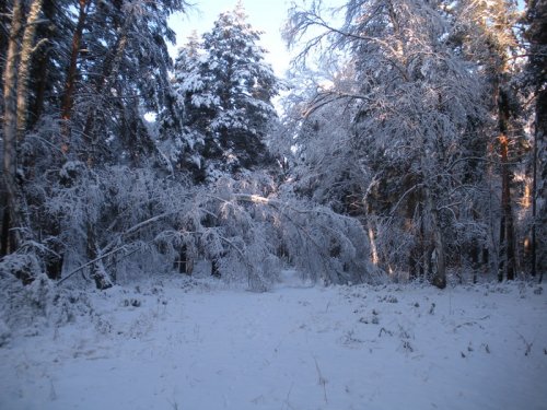 Зимний лес