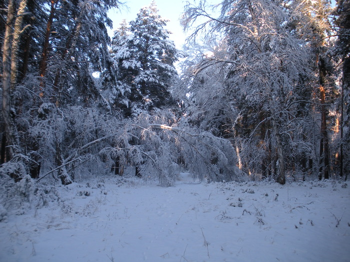 Зимний лес
