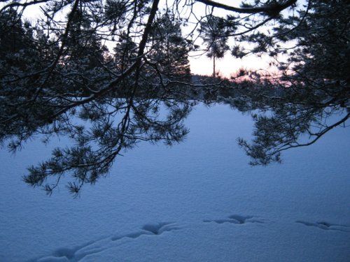 косой пробежал