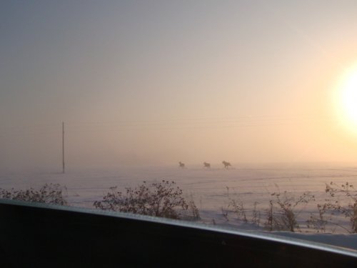 08.01.2010 г. за окном -45, лоси вдоль дороги бегают.