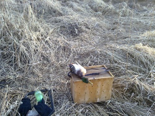 Какая же весна без подсадной!!!!