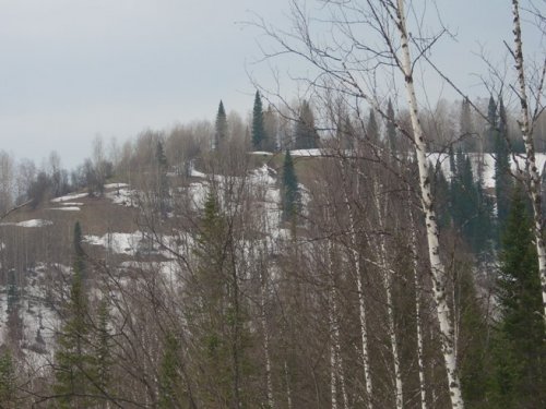 медведь на солнцепеке