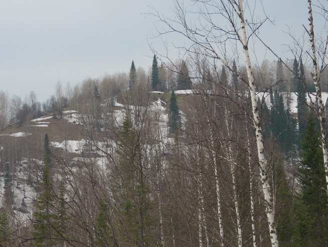 медведь на солнцепеке