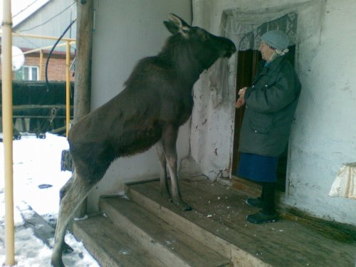 "Домашний скот"