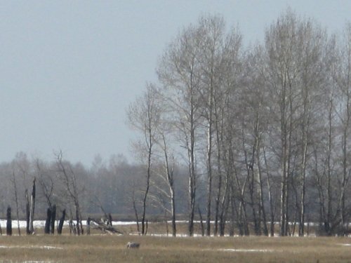 Журавлик