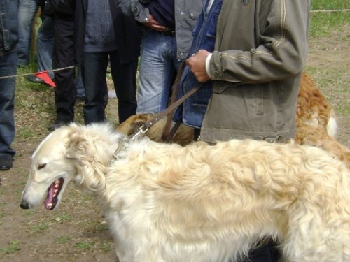 Омская выставка 2010г.РПБ Полет