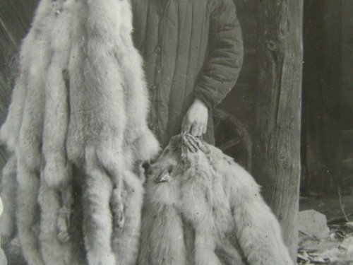 Приемка пушнины 1984г. Горьковская Рзк