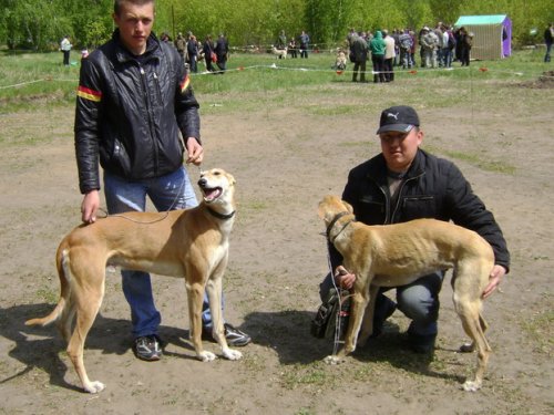 Хортые Омская выставка 2010г.