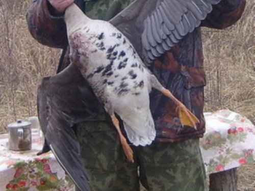 первый гусь