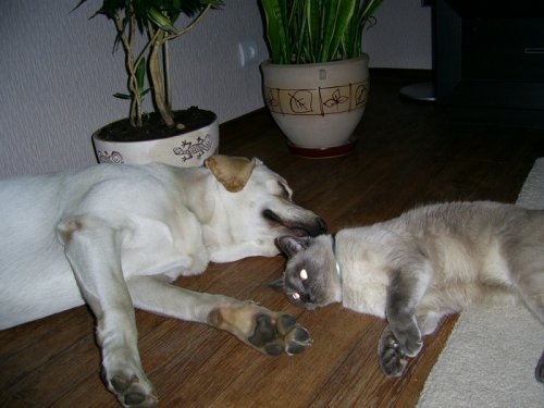 умотался