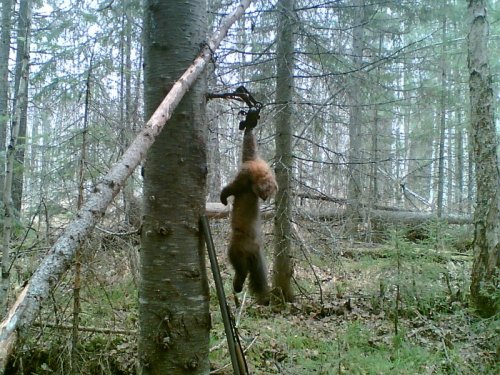 желтогрудый