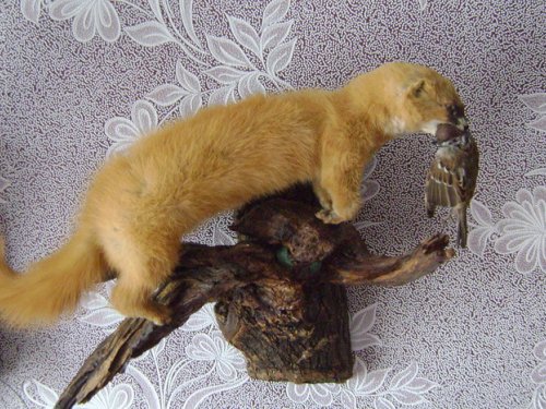 Колонок.Работа2009г.