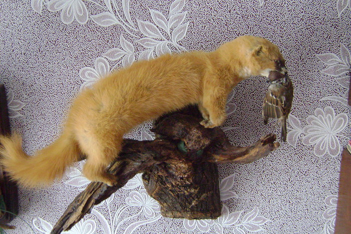 Колонок.Работа2009г.