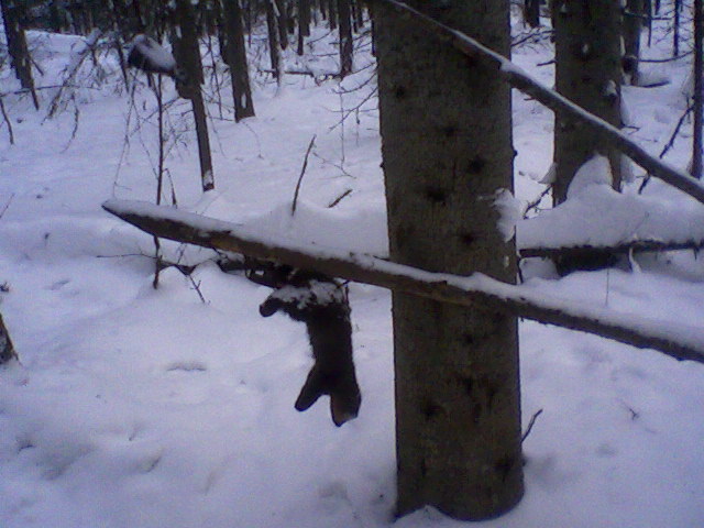 соболь
