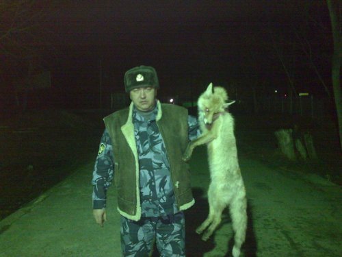 лис хитрый