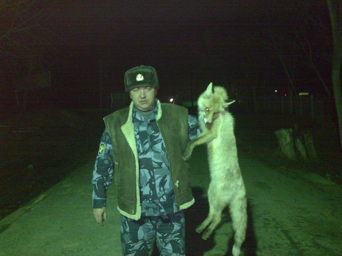 лис хитрый