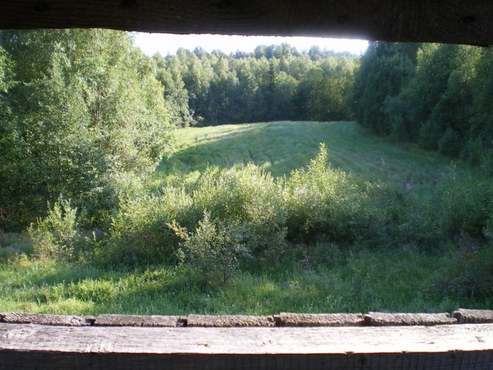 вот такая красота (овес в лесу......:) )