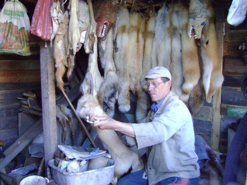 Занимаюсь выделкой лисицы.