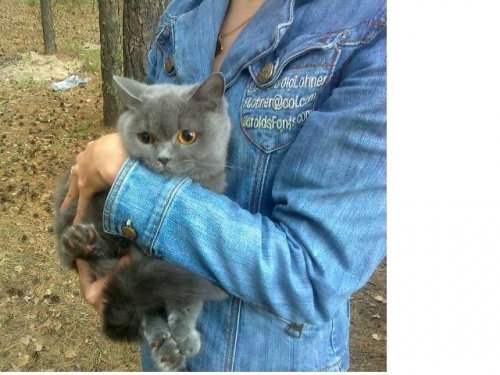 нашлась кошка