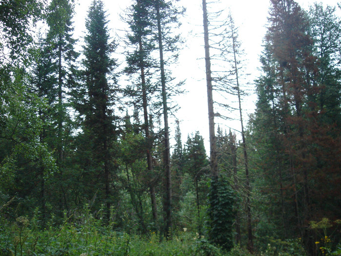 Природа Салаира