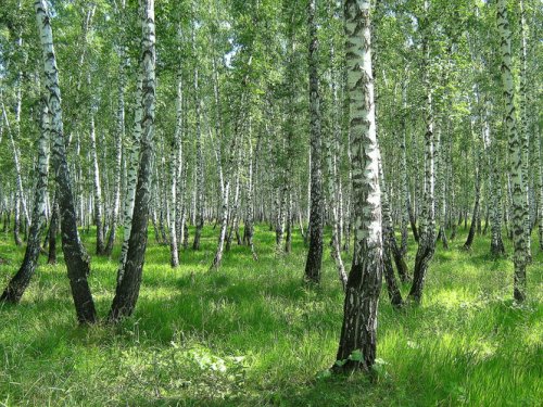 Березки.