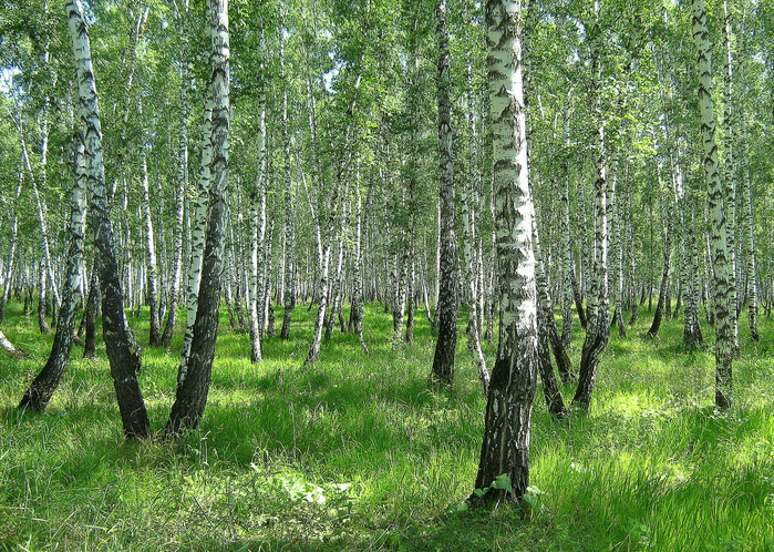 Березки.