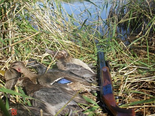 Вид на мой плёс из моего укрытия